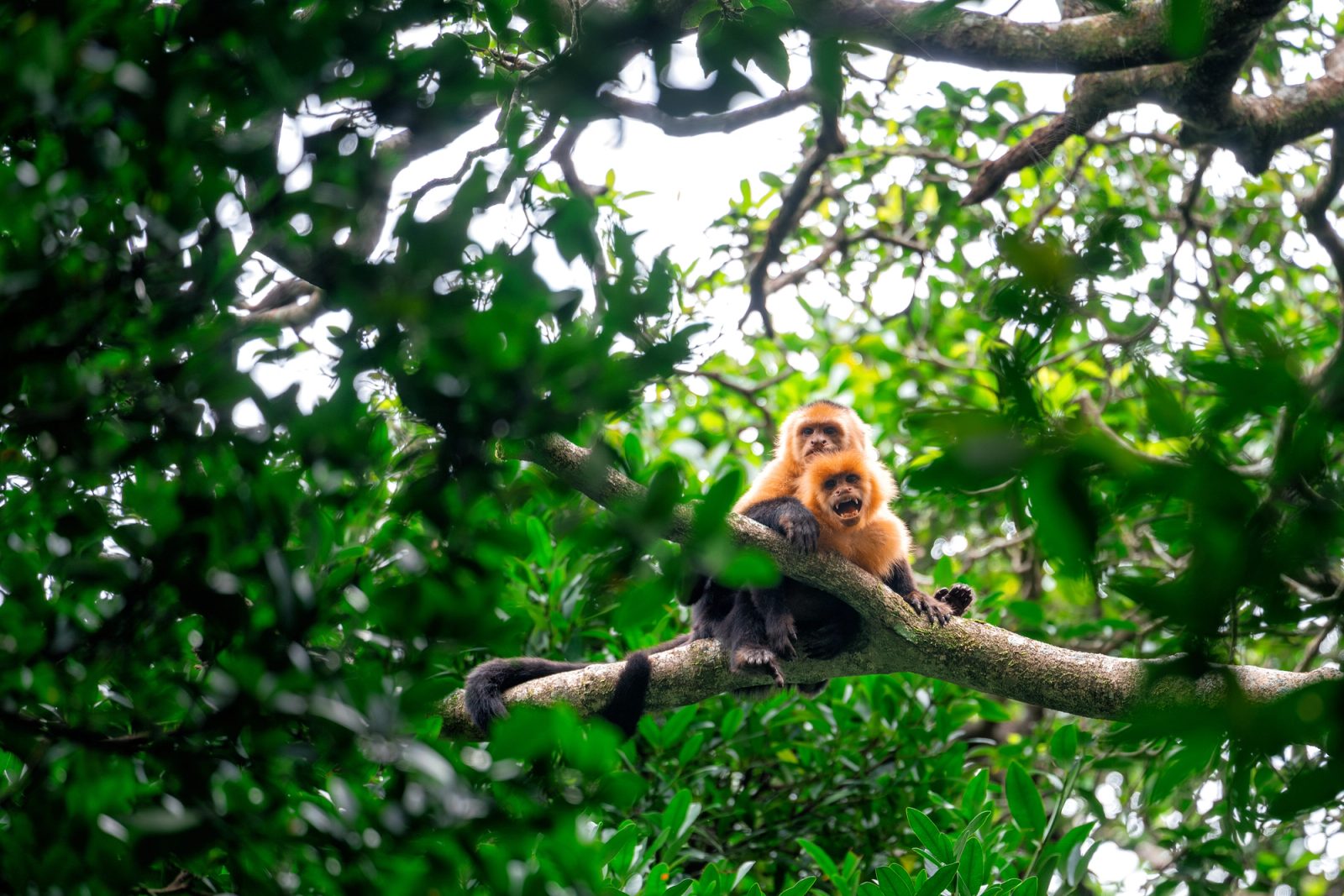Costa Rica Adventure, 13 Days